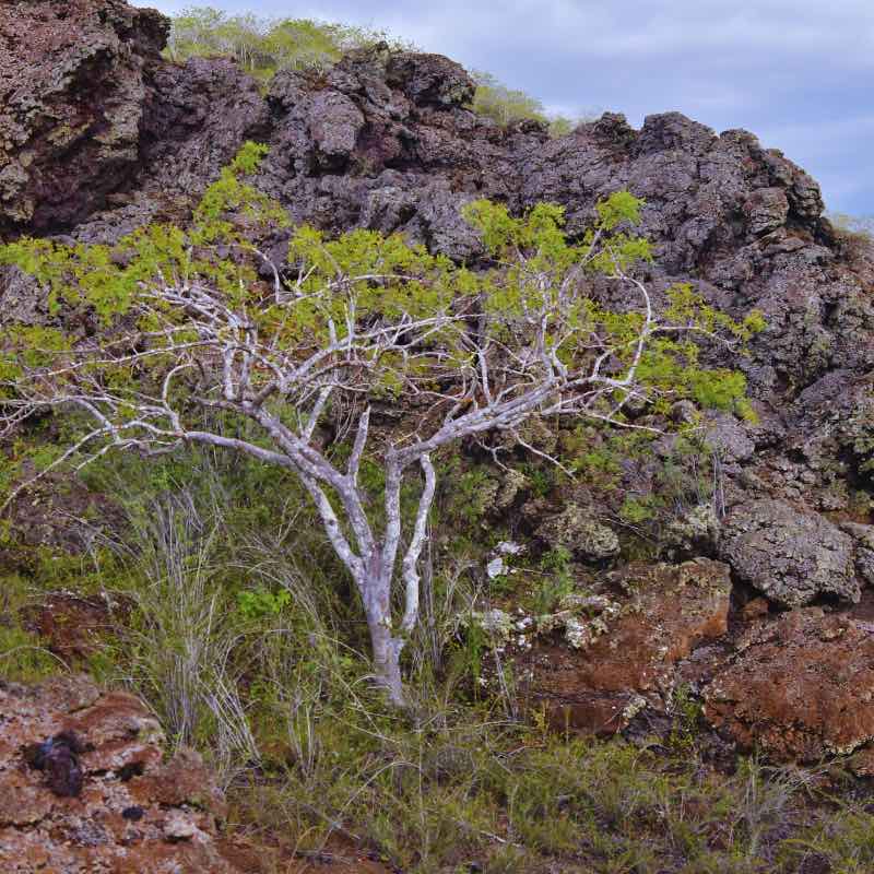 Arbre de Palo Santo  d’Amérique du Sud utilisé par les peuples indigènes pour ses propriétés purifiantes et spirituelles.