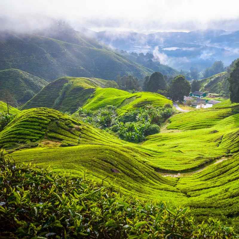paysage des plaine de champ de thé en Chine